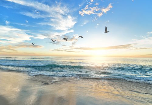 Birds flying across beach sunrise